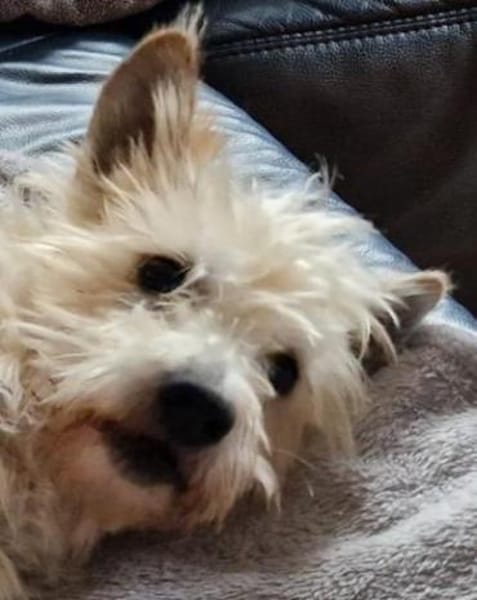 Lucy sucht ihr Fürimmerzuhause