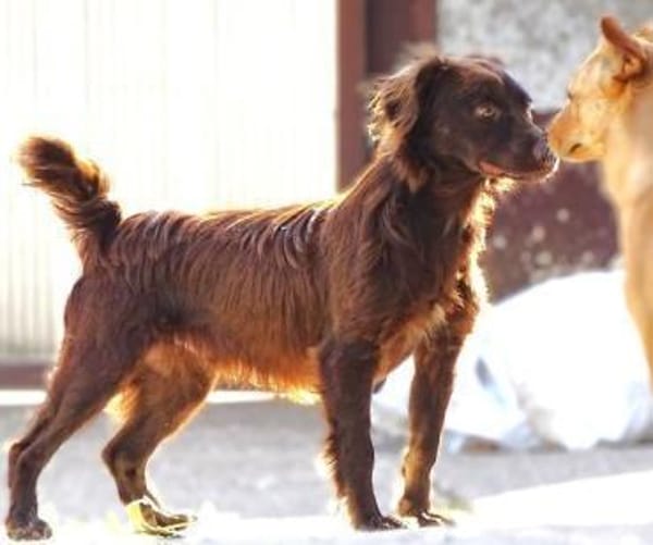 Wer gibt CHOCO ein Zuhause?