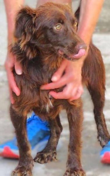 Wer gibt CHOCO ein Zuhause?