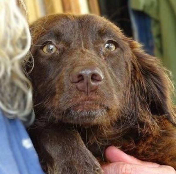 Wer gibt CHOCO ein Zuhause?