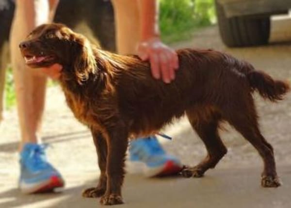 Wer gibt CHOCO ein Zuhause?