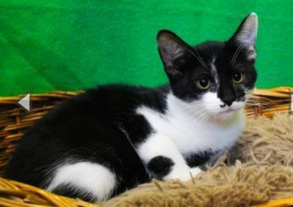 Armina, anfangs noch schüchtern