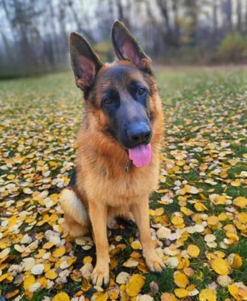 Archie -  aufgeschlossener Schäferhund