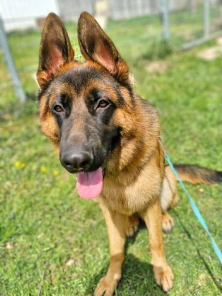 Archie -  aufgeschlossener Schäferhund