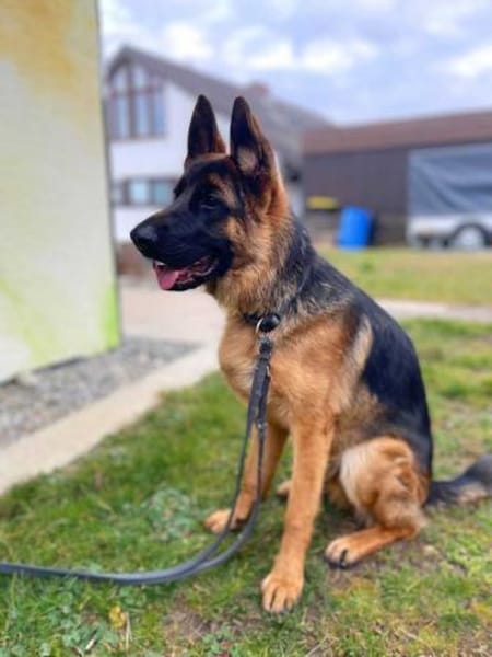 Archie -  aufgeschlossener Schäferhund