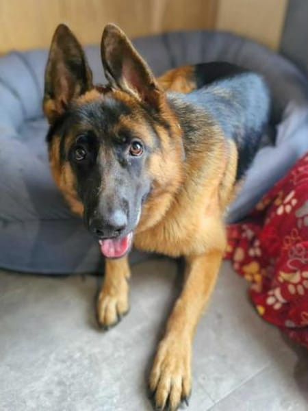 Archie -  aufgeschlossener Schäferhund