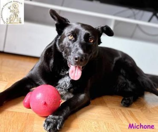 Michone   Die Hündin, die jeden Tag ...