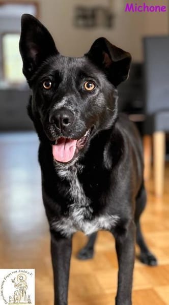 Michone   Die Hündin, die jeden Tag ...