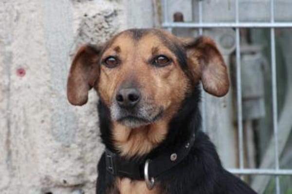 Penny - kinderlieb u. sehr zutraulich