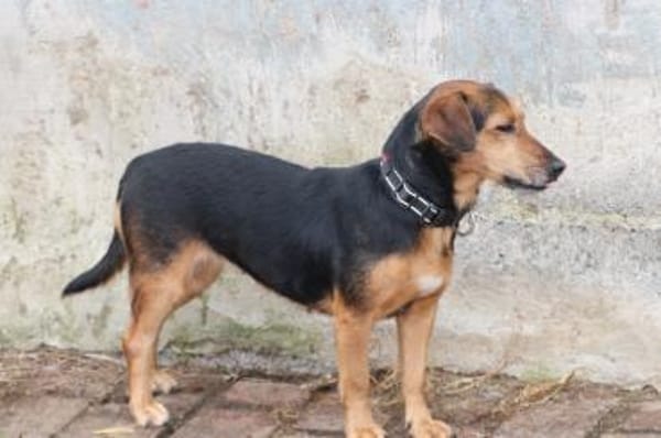 Penny - kinderlieb u. sehr zutraulich