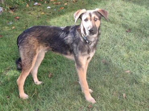 Simon  Jungspund sucht seine Familie