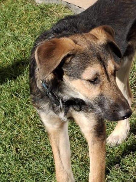 Simon  Jungspund sucht seine Familie