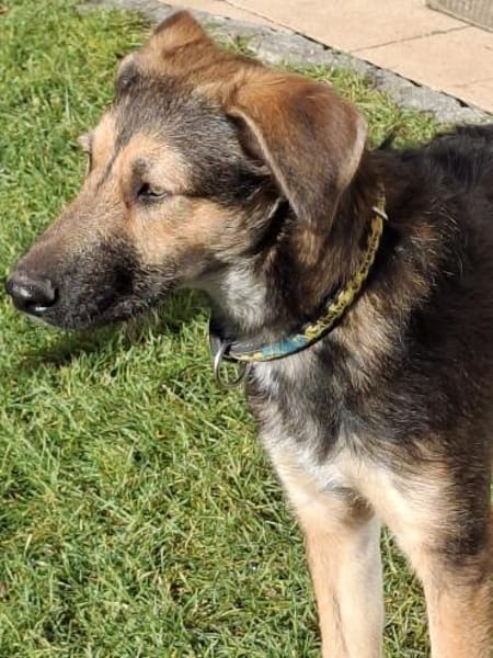 Simon  Jungspund sucht seine Familie