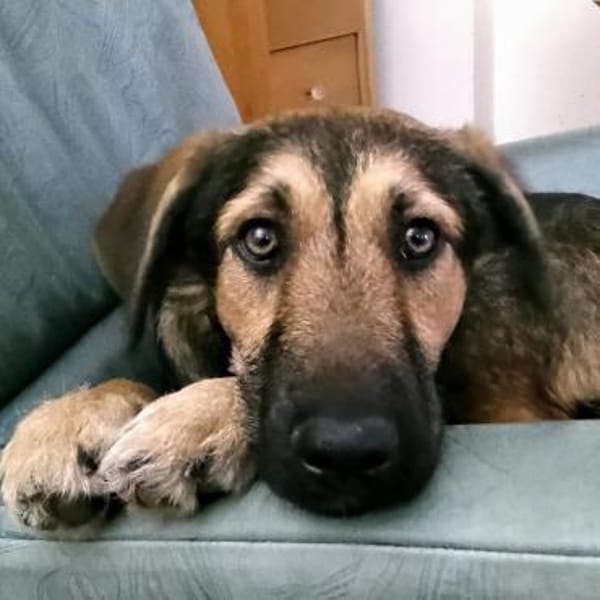 Simon  Jungspund sucht seine Familie