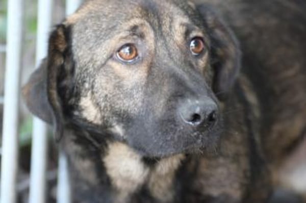 Taui - lieb, verträglich, zutraulich