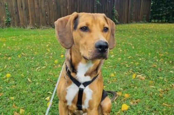 Tadeus  sucht sein Körbchen 🐶