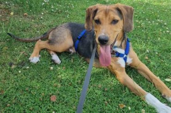 Tadeus  sucht sein Körbchen 🐶