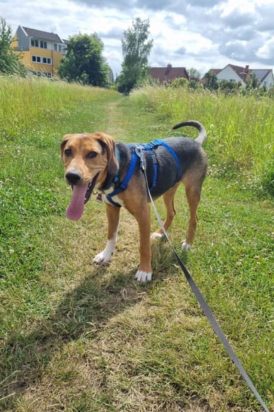 Tadeus  sucht sein Körbchen 🐶