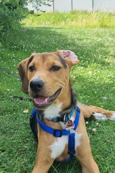 Tadeus  sucht sein Körbchen 🐶