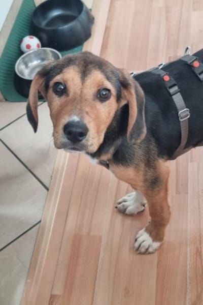 Tadeus  sucht sein Körbchen 🐶