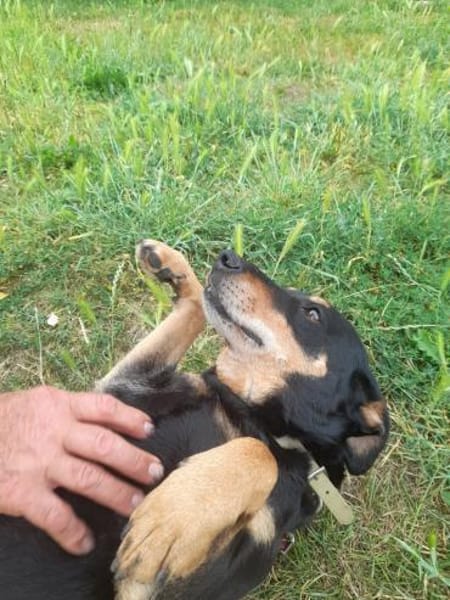 Bella2 eine treue Seele sucht Euch