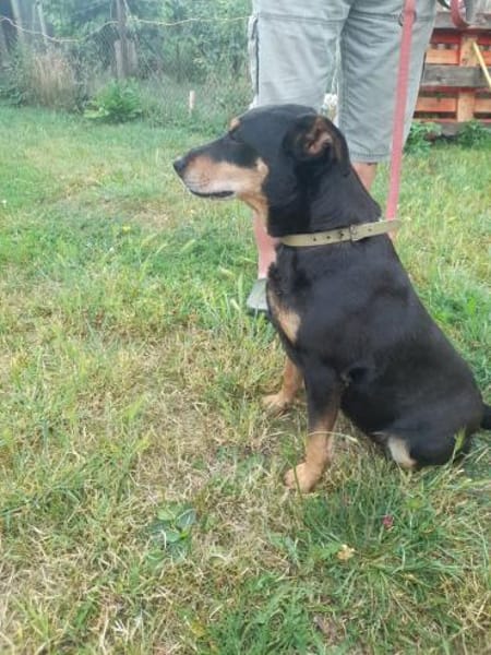 Bella2 eine treue Seele sucht Euch