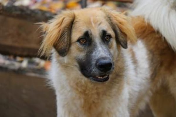 Linus, Pflegestelle in Hessen