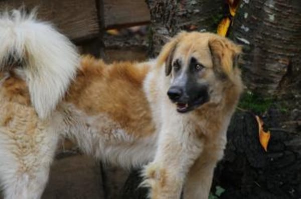 Linus, Pflegestelle in Hessen