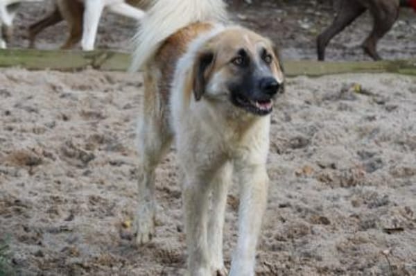 Linus, Pflegestelle in Hessen