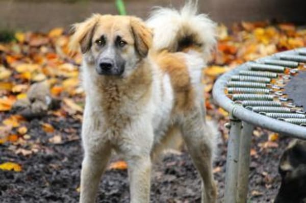 Linus, Pflegestelle in Hessen