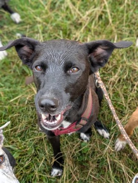 Zuhause gesucht: JUNA (w) in 36355