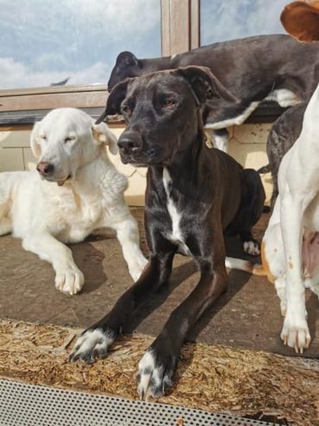 Zuhause gesucht: JUNA (w) in 36355