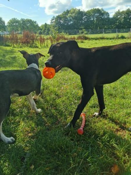 Zuhause gesucht: JUNA (w) in 36355