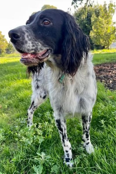 Zuhause gesucht: APRILE (m) in 50189