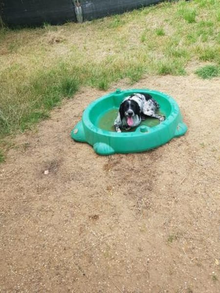 Zuhause gesucht: APRILE (m) in 50189