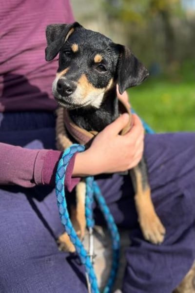 Avani kleine Schönheit sucht Zuhause