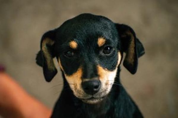 Avani kleine Schönheit sucht Zuhause