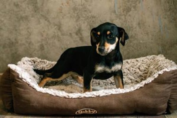 Avani kleine Schönheit sucht Zuhause