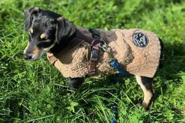 Avani kleine Schönheit sucht Zuhause