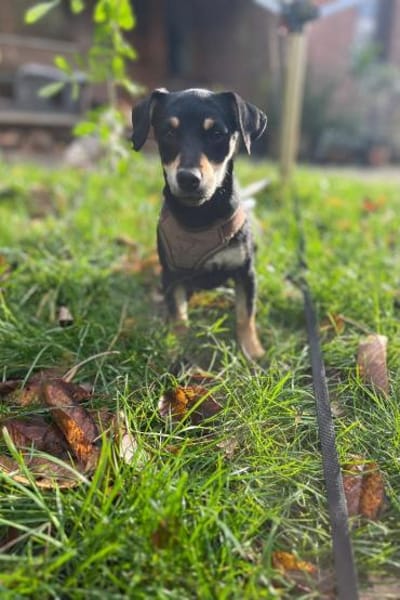 Avani kleine Schönheit sucht Zuhause