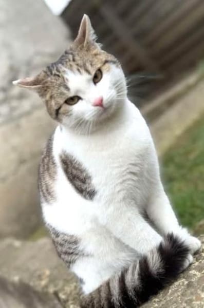 Verspielter Superschmuser - LUDWIG -