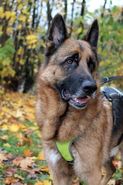 Bentley  Schäferhund mit Power und Herz