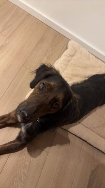 AKKI - Kuschelmonster will weiter lernen