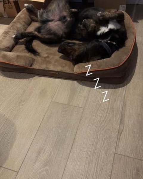 AKKI - Kuschelmonster will weiter lernen