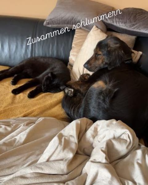 AKKI - Kuschelmonster will weiter lernen