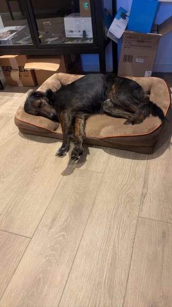 AKKI - Kuschelmonster will weiter lernen