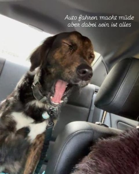 AKKI - Kuschelmonster will weiter lernen