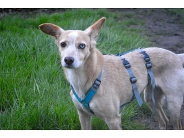 Soma - wartet in 32791 Lage