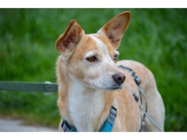 Soma - wartet in 32791 Lage