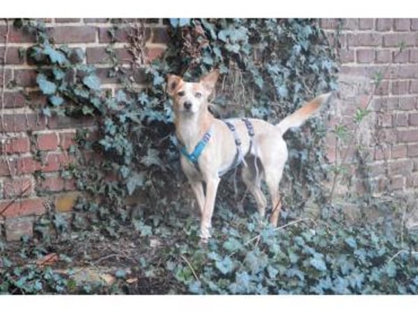 Soma - wartet in 32791 Lage